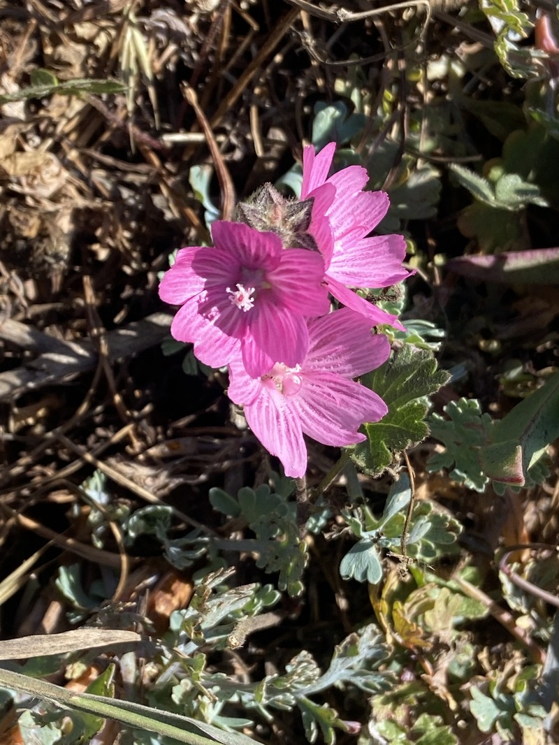 Sidalcea malviflora subsp. malviflora photo 7