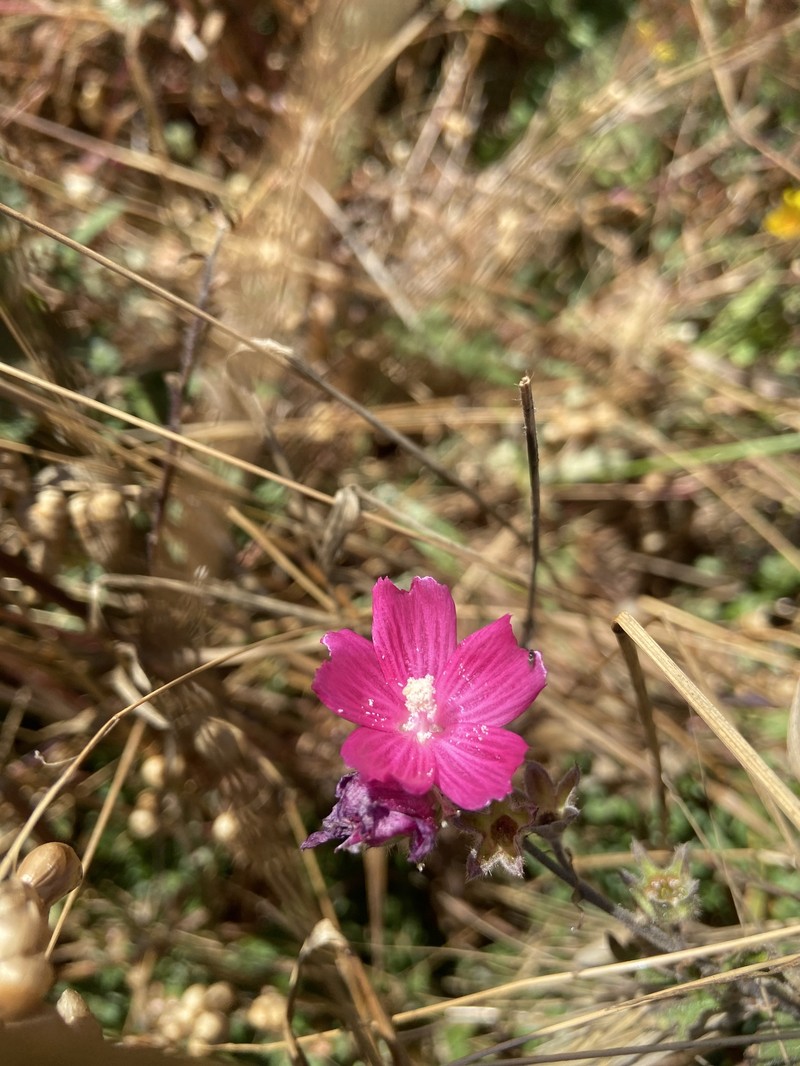 Sidalcea malviflora subsp. malviflora photo 8