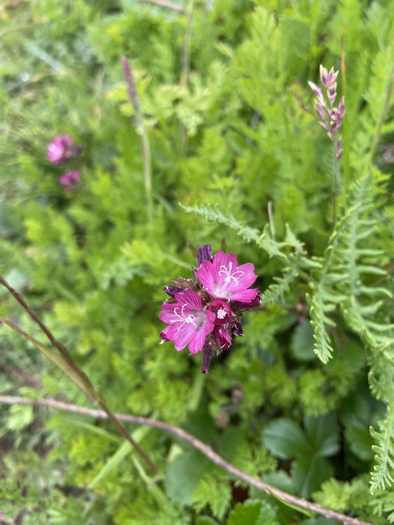 Sidalcea malviflora subsp. patula