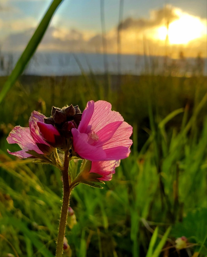 Sidalcea malviflora subsp. patula photo 2