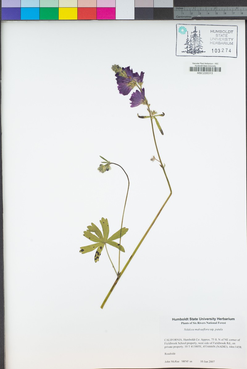 Sidalcea malviflora subsp. patula photo 6