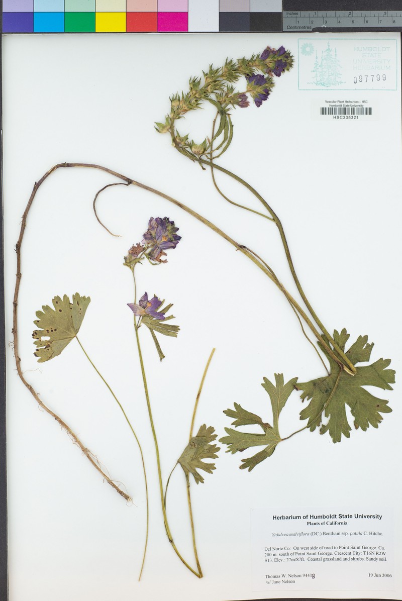 Sidalcea malviflora subsp. patula photo 8