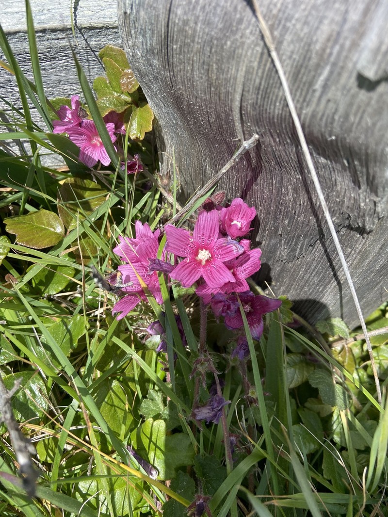 Sidalcea malviflora subsp. purpurea