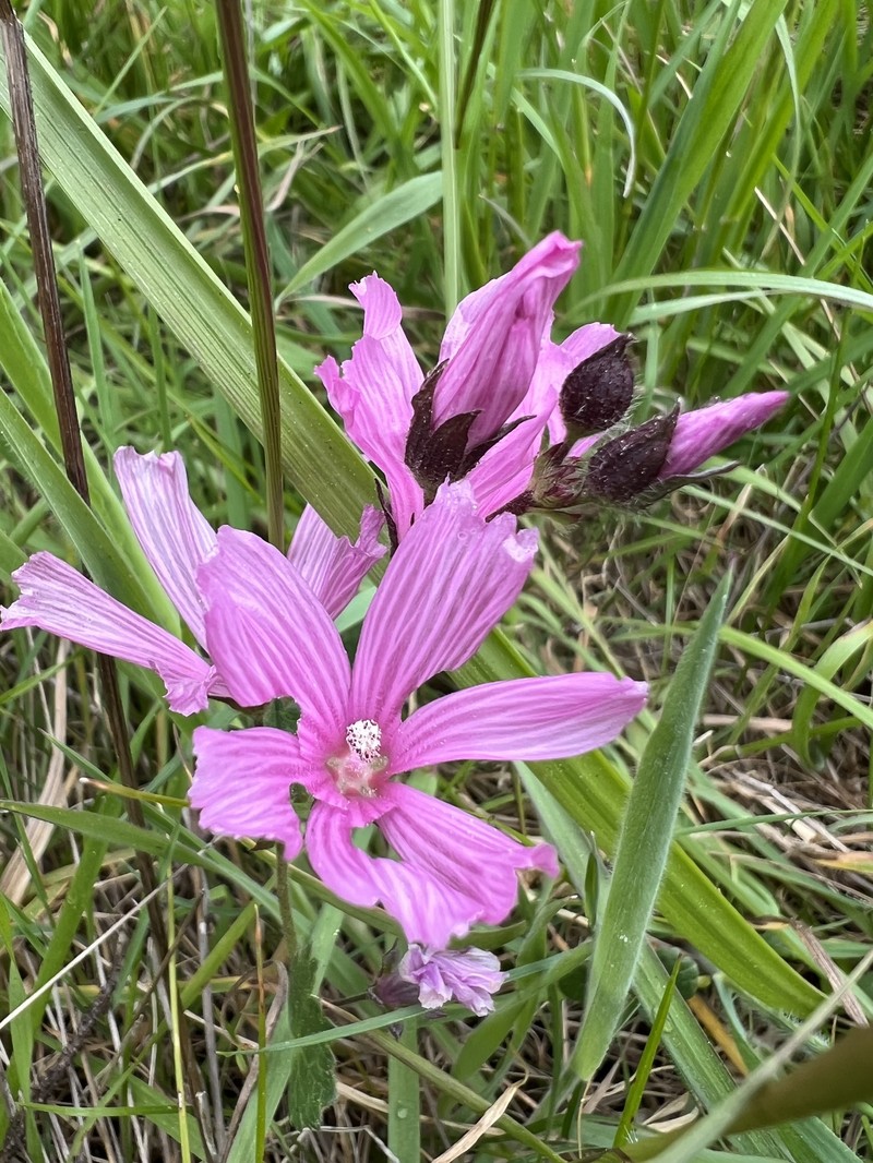 Sidalcea malviflora subsp. purpurea photo 2