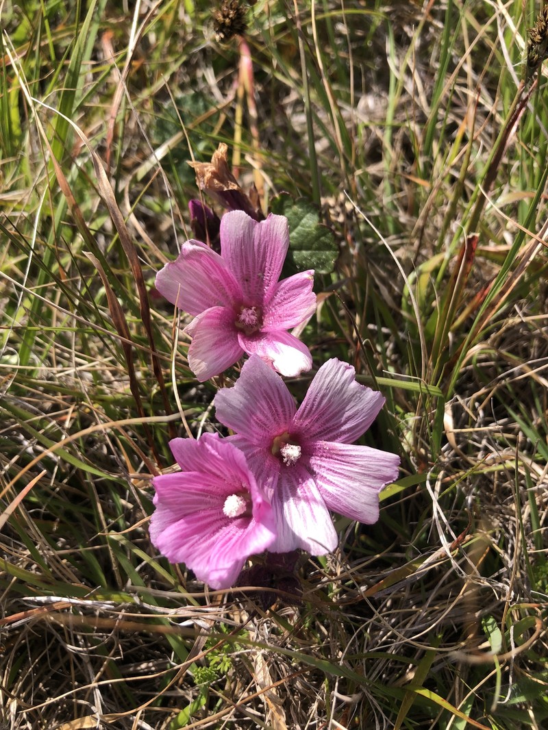 Sidalcea malviflora subsp. purpurea photo 3