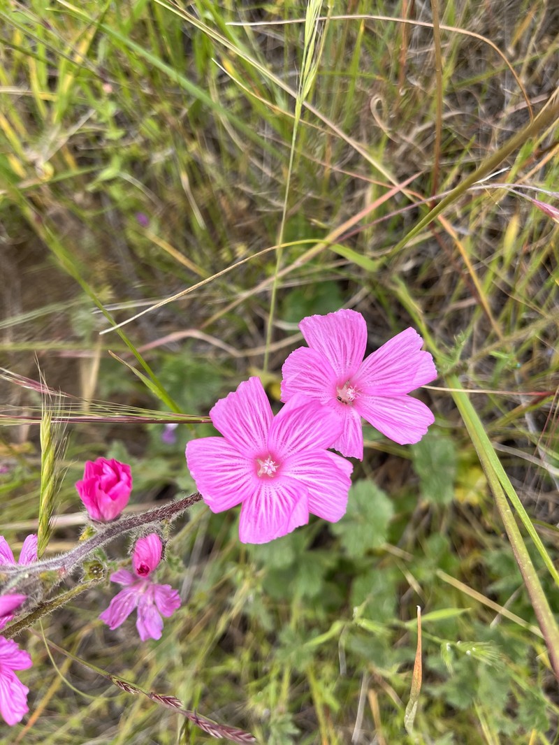 Sidalcea malviflora subsp. purpurea photo 4