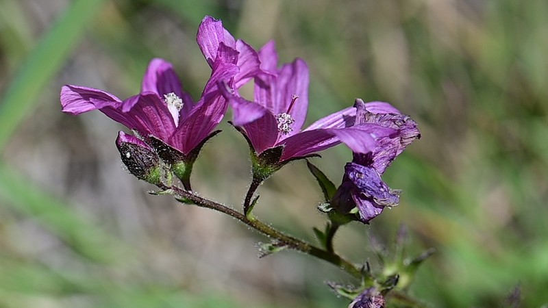 Sidalcea malviflora subsp. purpurea photo 5