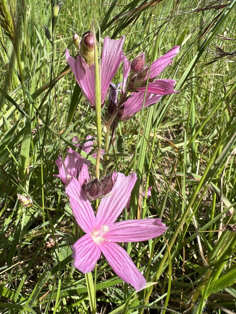 Sidalcea malviflora subsp. purpurea photo 6