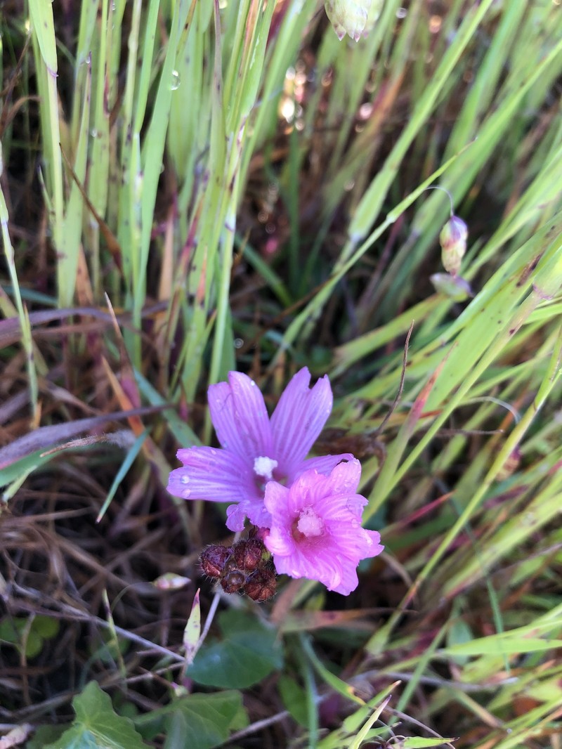 Sidalcea malviflora subsp. purpurea photo 7