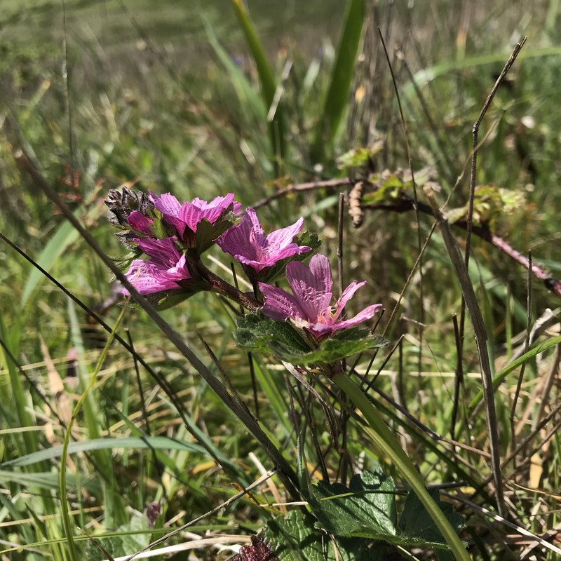 Sidalcea malviflora subsp. purpurea photo 8
