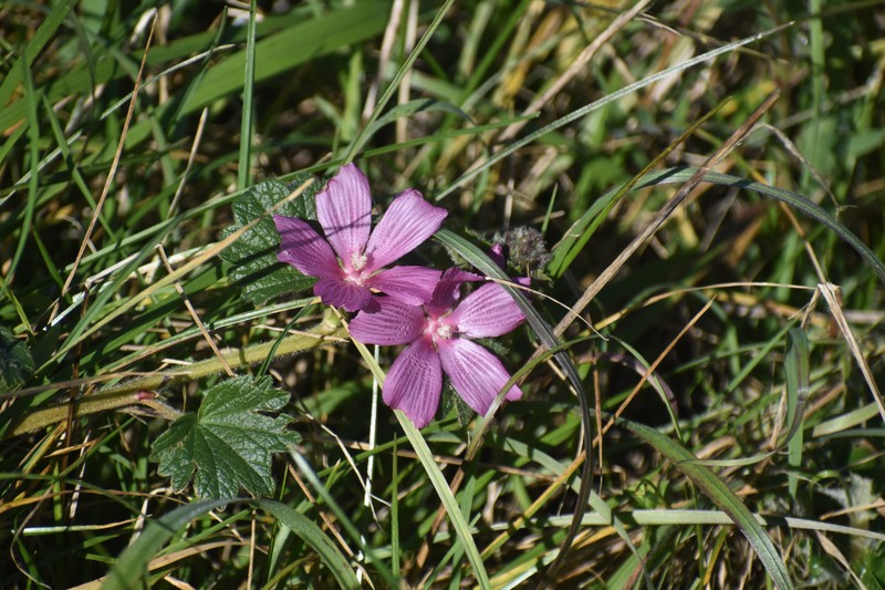 Sidalcea malviflora subsp. rostrata