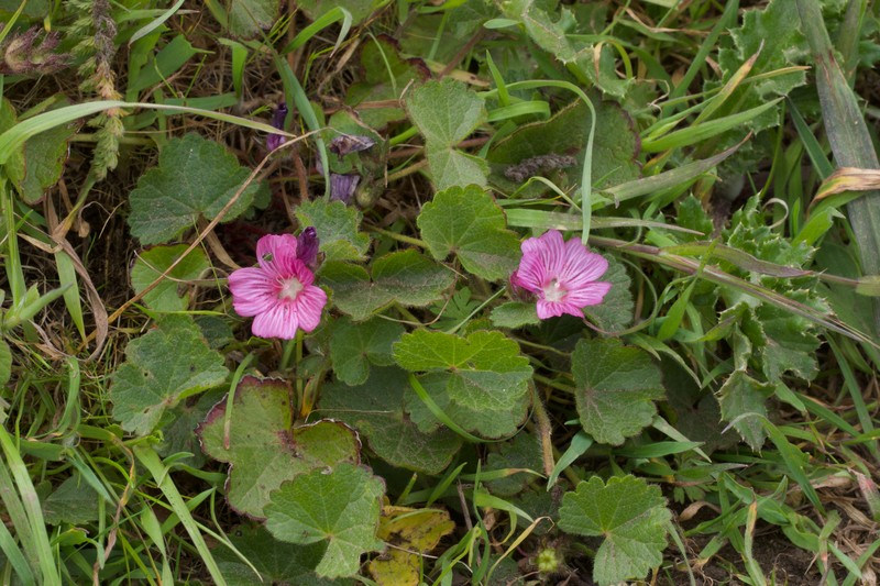 Sidalcea malviflora subsp. rostrata photo 2