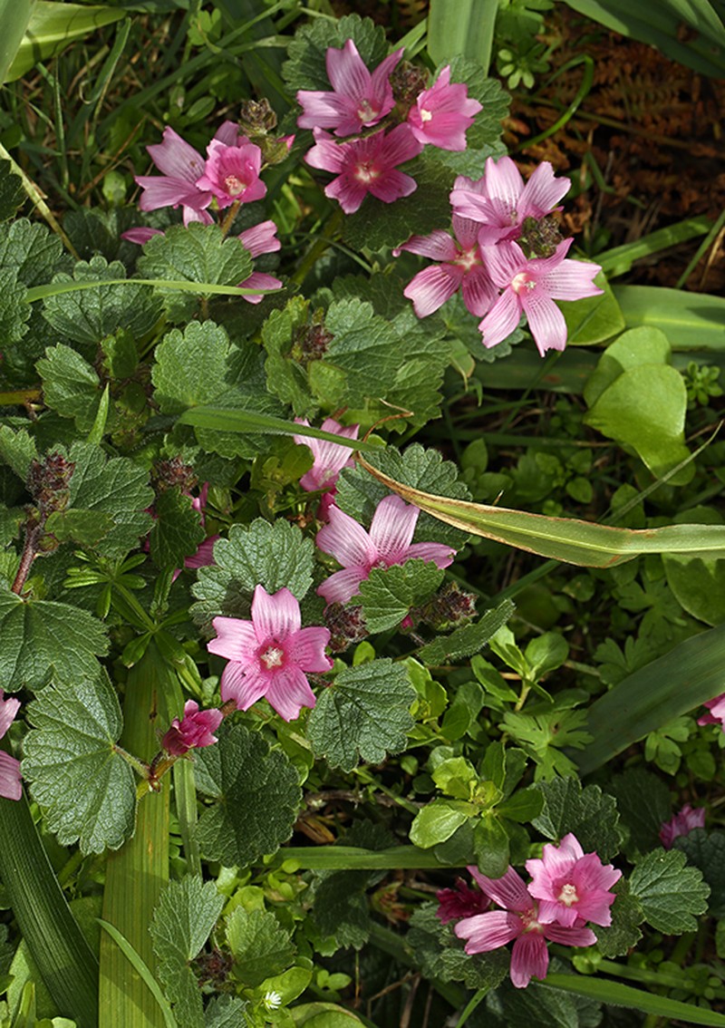 Sidalcea malviflora subsp. rostrata photo 3