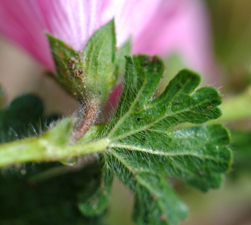 Sidalcea malviflora subsp. rostrata photo 4