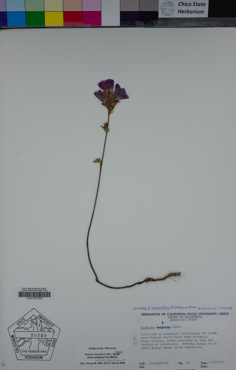 Sidalcea malviflora subsp. rostrata photo 5
