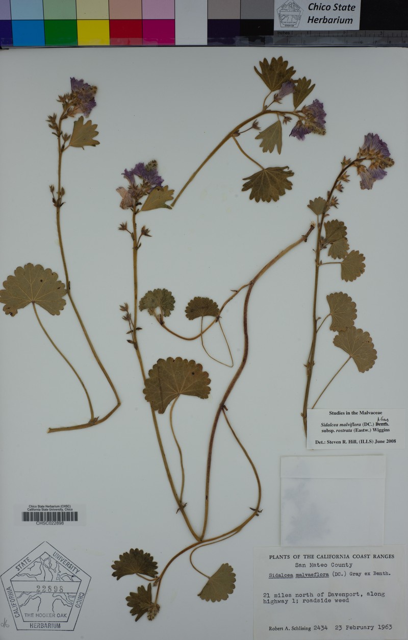 Sidalcea malviflora subsp. rostrata photo 6