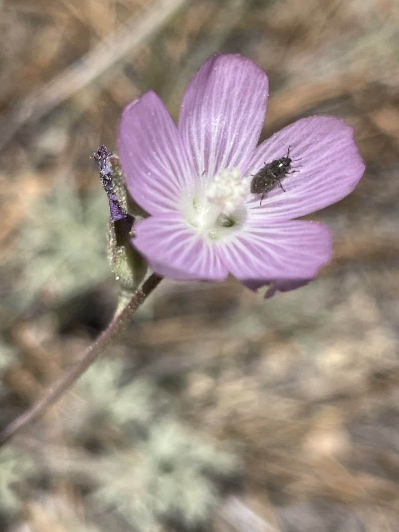 Cutleaf Checkerbloom