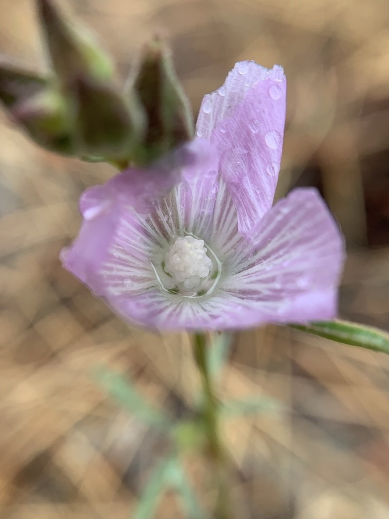 Cutleaf Checkerbloom photo 2
