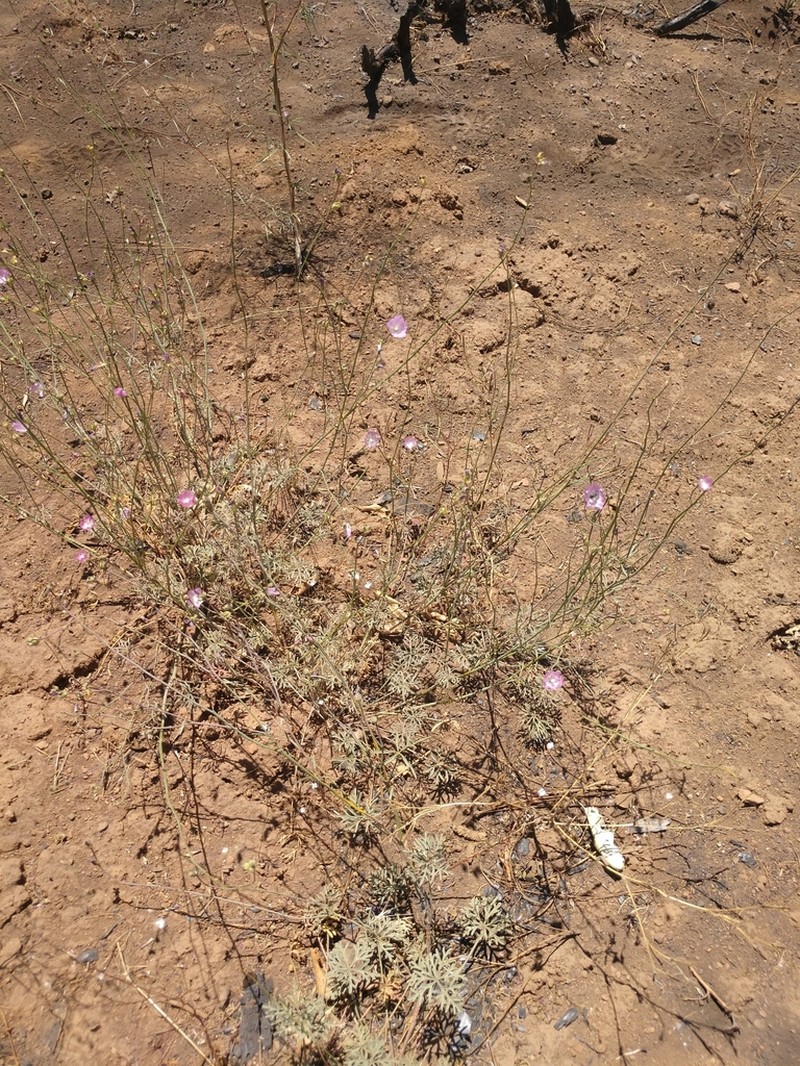 Cutleaf Checkerbloom photo 3