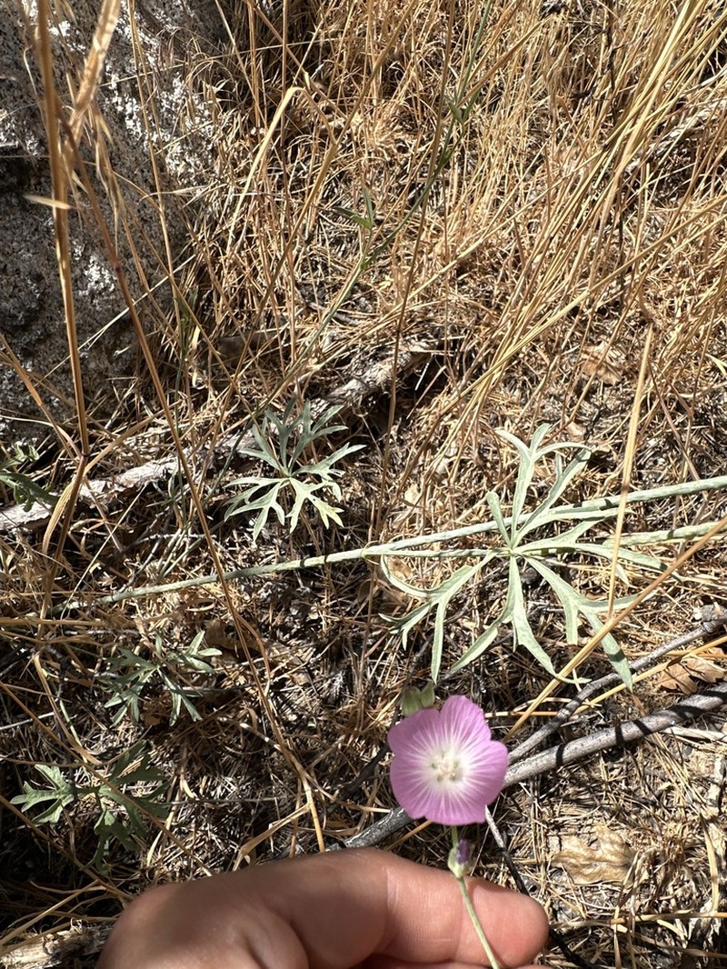 Cutleaf Checkerbloom photo 4