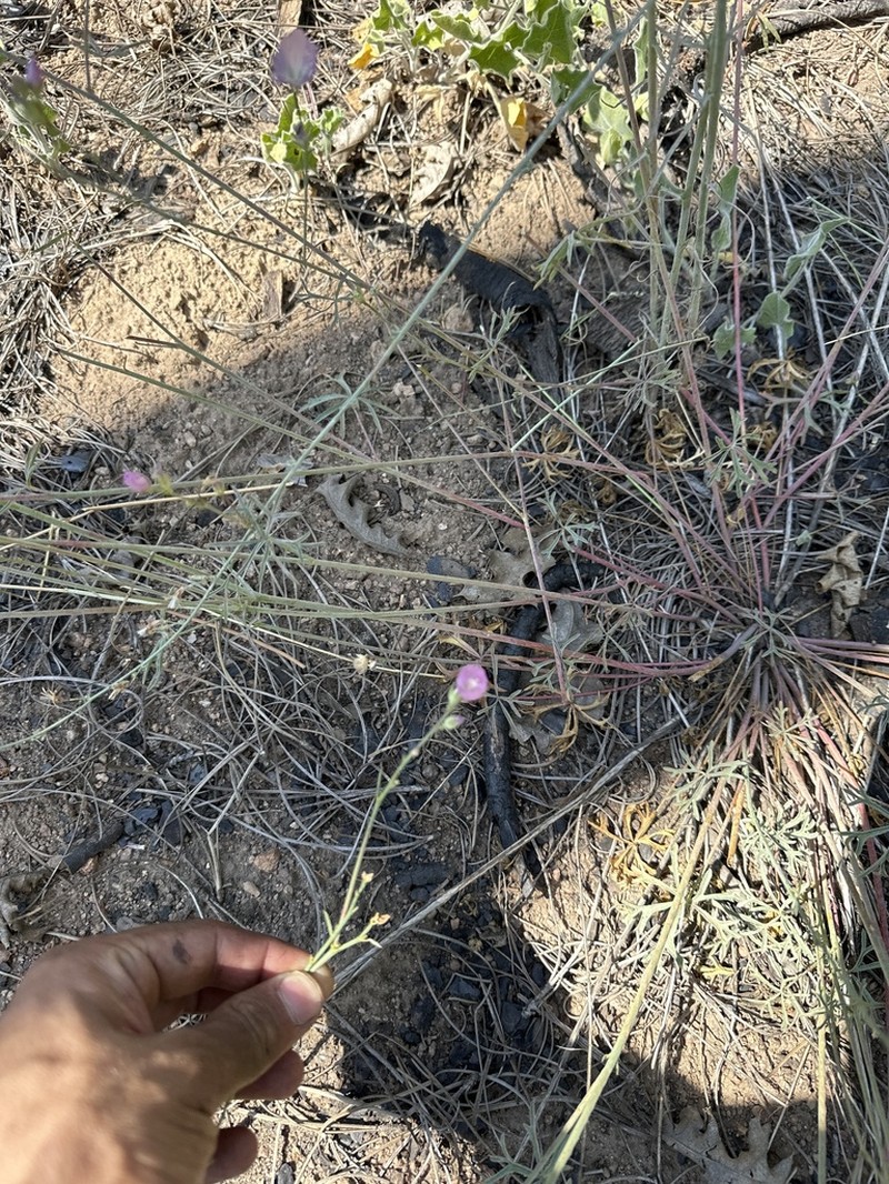 Cutleaf Checkerbloom photo 5