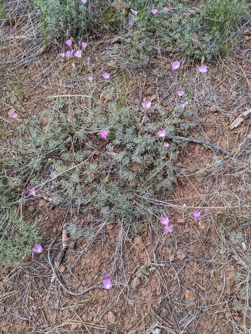 Cutleaf Checkerbloom photo 6