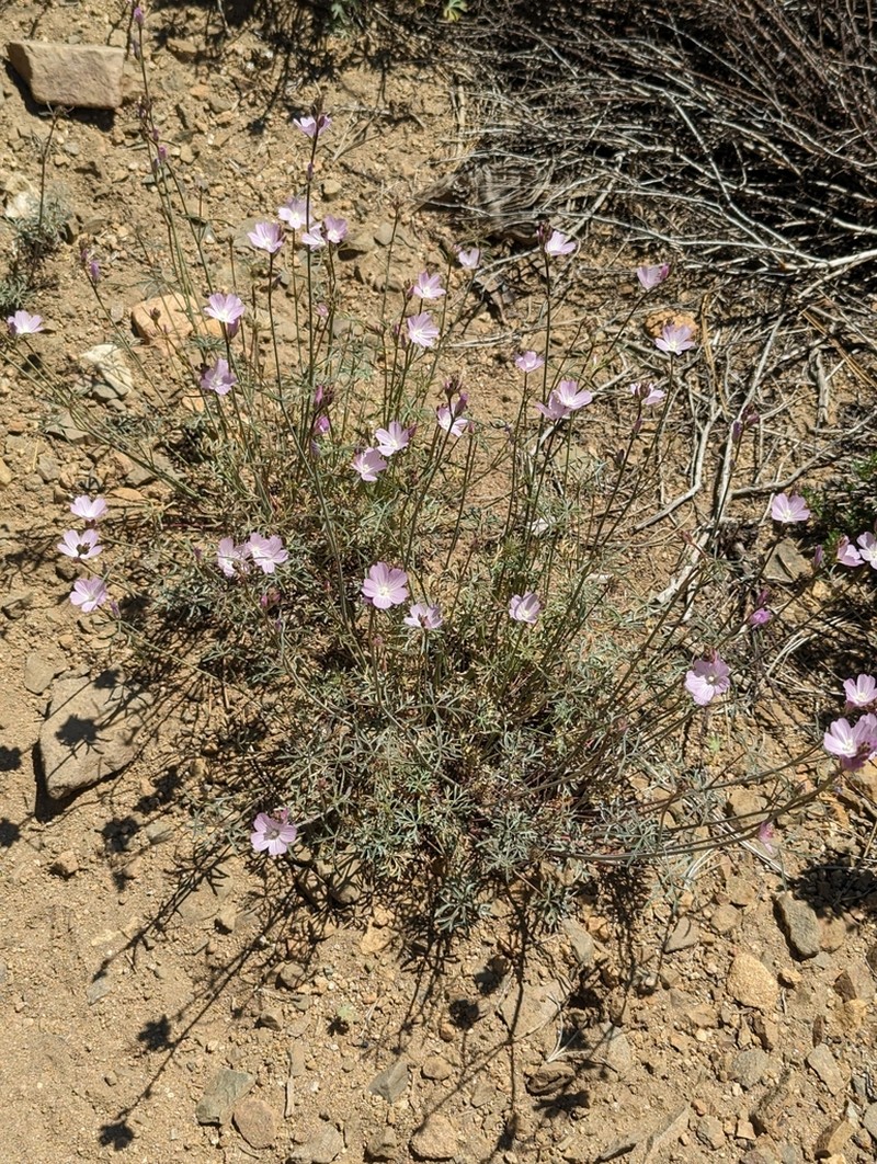 Cutleaf Checkerbloom photo 7