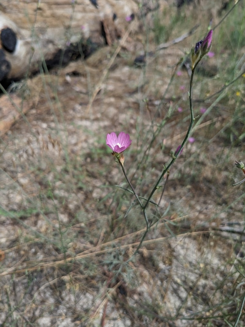 Cutleaf Checkerbloom photo 8