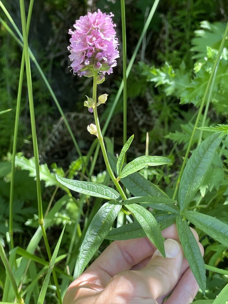 Nelson's Checkerbloom photo 2