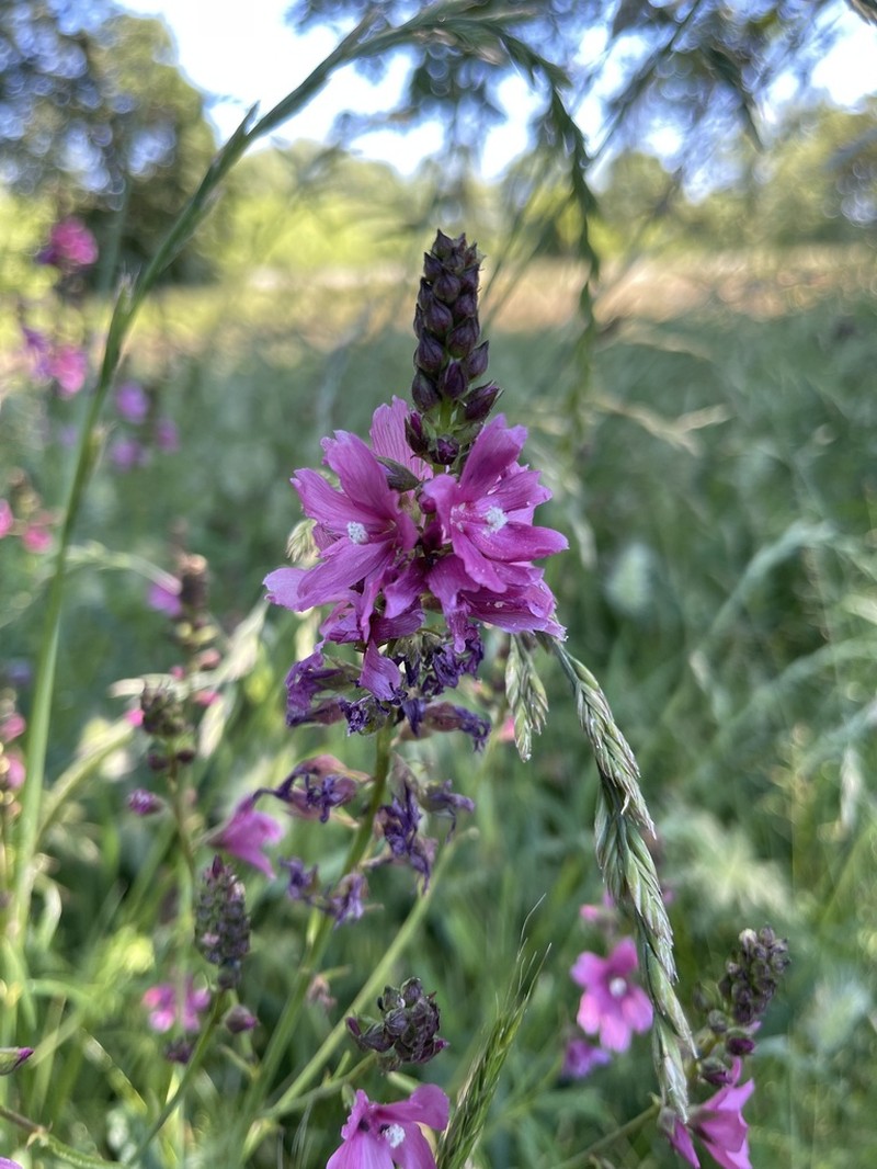 Nelson's Checkerbloom photo 3