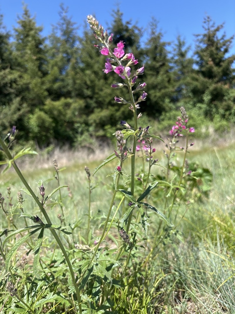 Nelson's Checkerbloom photo 4