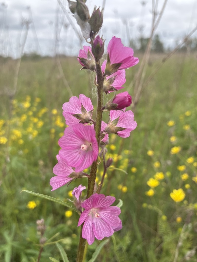 Nelson's Checkerbloom photo 5