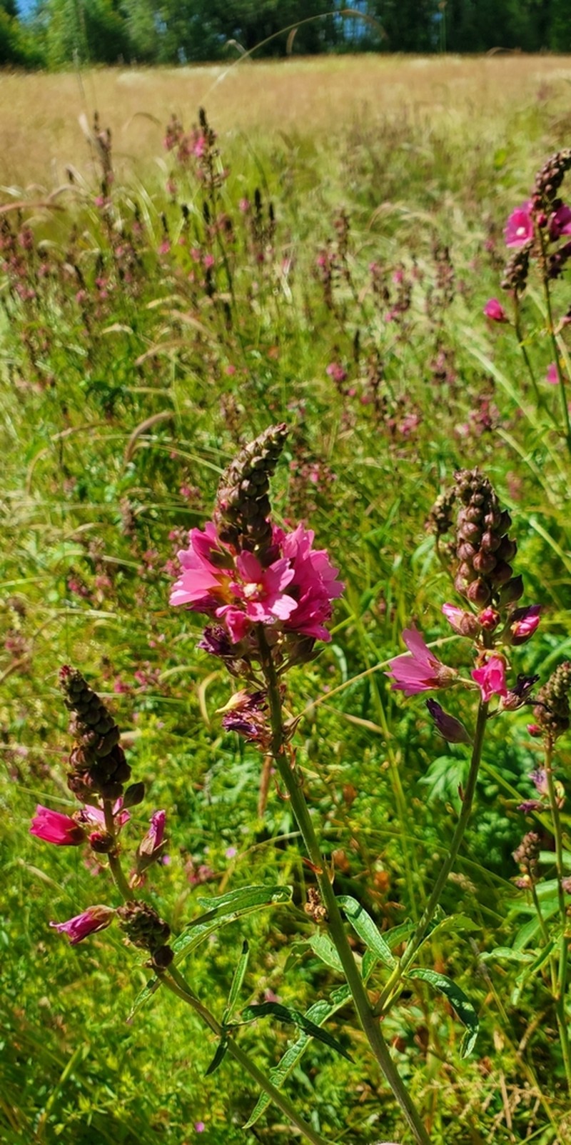 Nelson's Checkerbloom photo 6