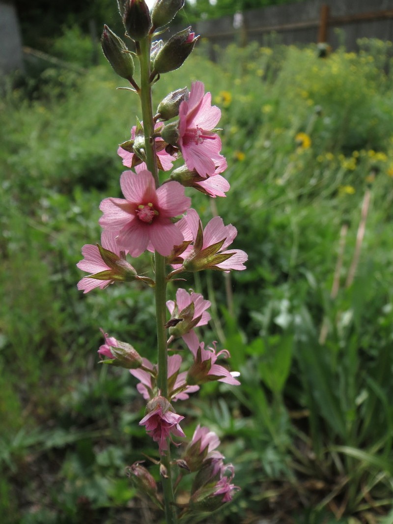 Nelson's Checkerbloom photo 7