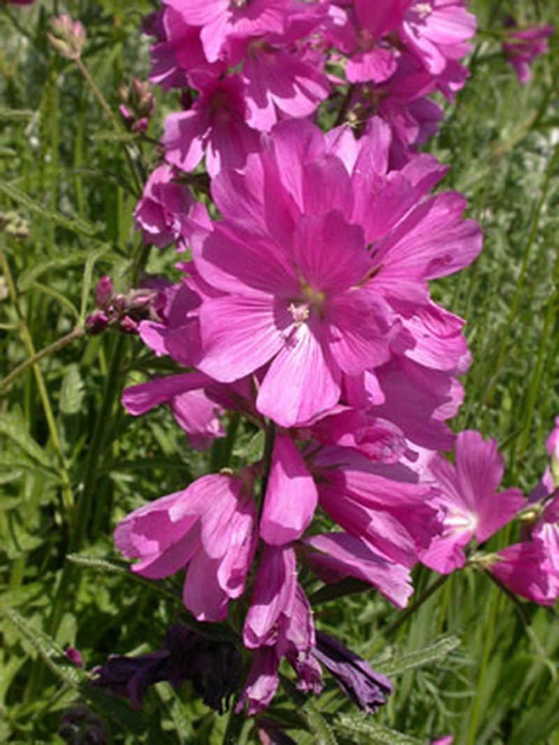Nelson's Checkerbloom