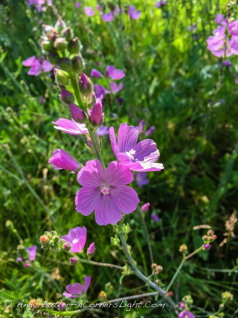 Salt Spring Checkerbloom photo 3