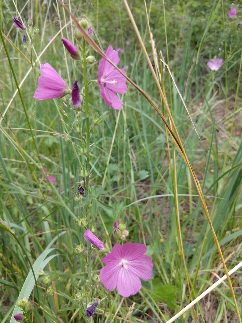 Salt Spring Checkerbloom photo 4