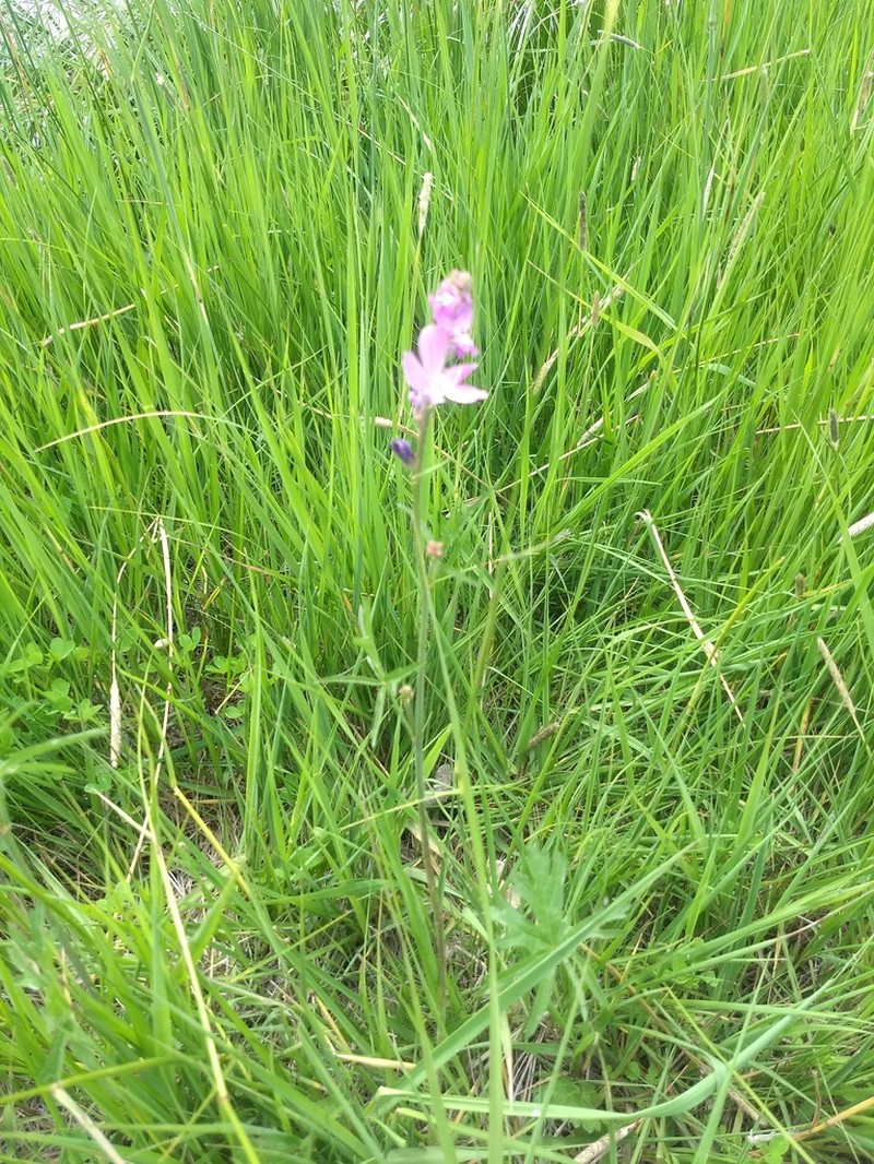 Salt Spring Checkerbloom photo 5