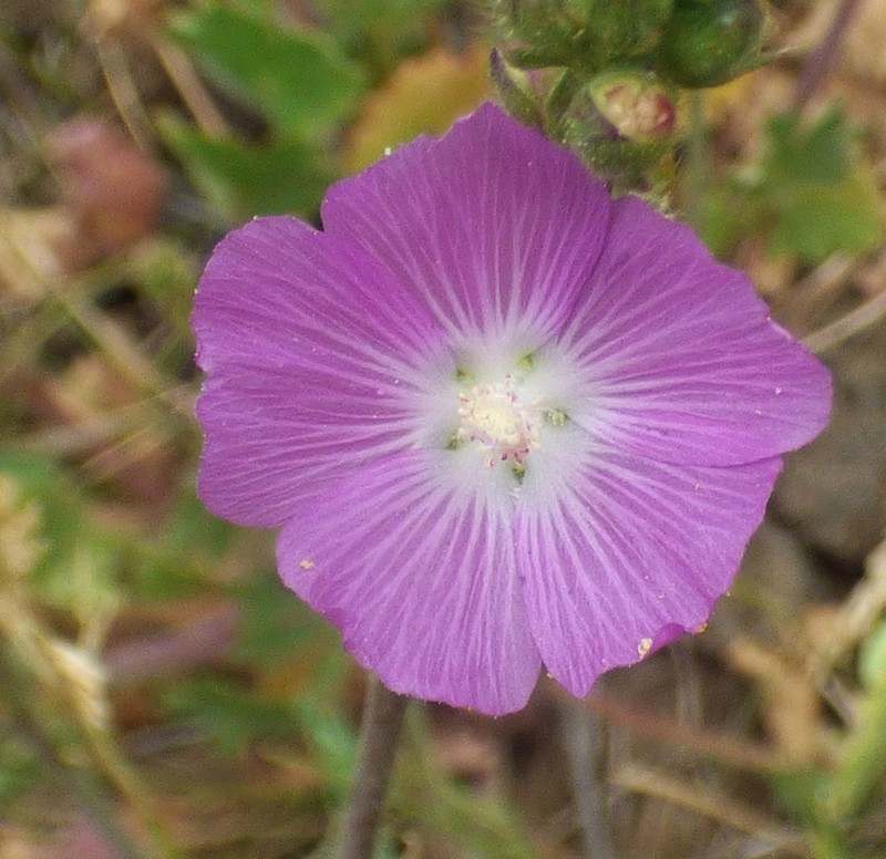 Salt Spring Checkerbloom photo 6