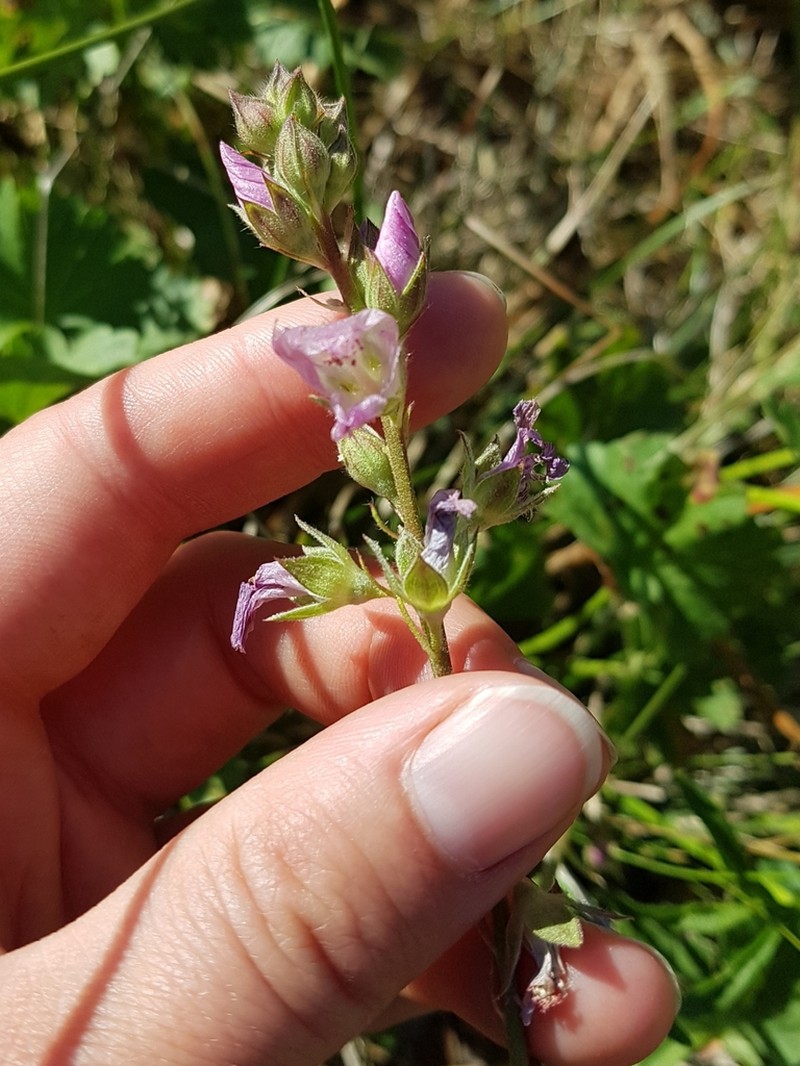 Oregon Checkerbloom photo 3