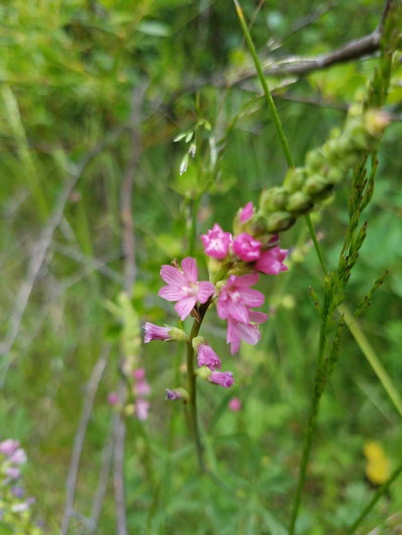Oregon Checkerbloom photo 4