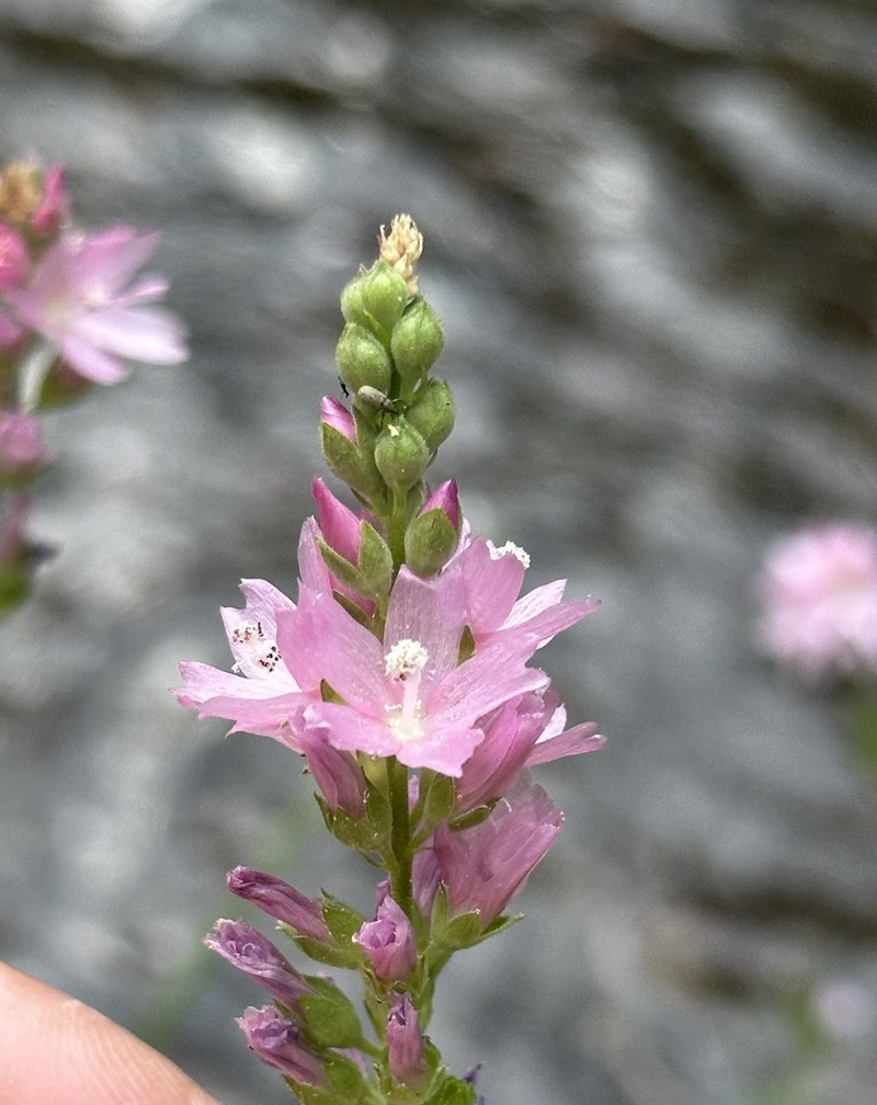 Oregon Checkerbloom photo 5