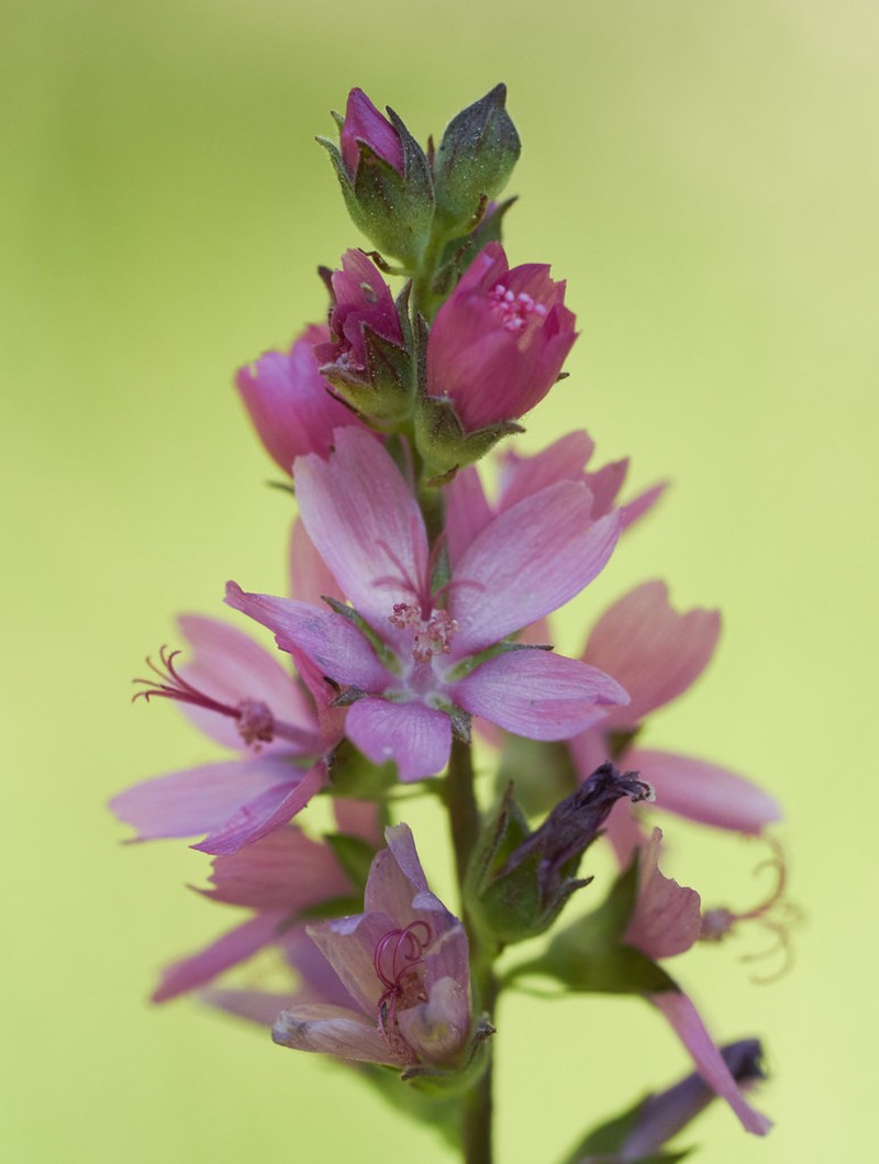 Oregon Checkerbloom photo 6
