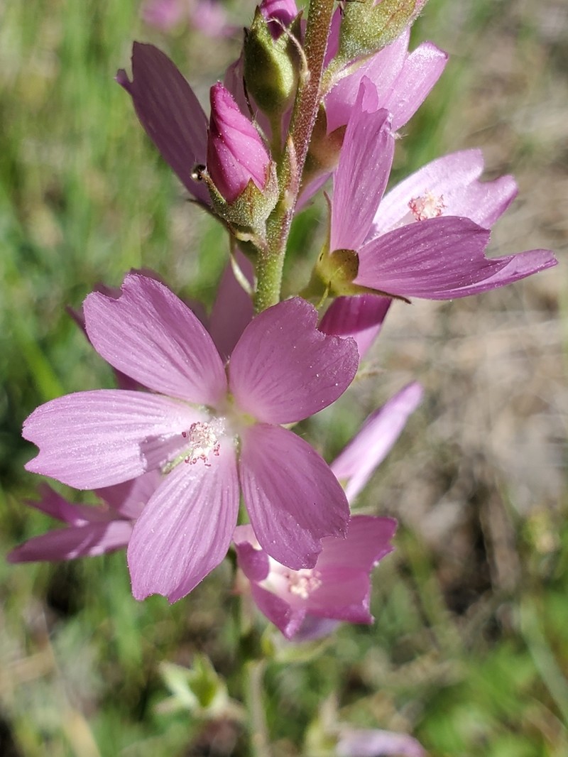 Oregon Checkerbloom photo 7