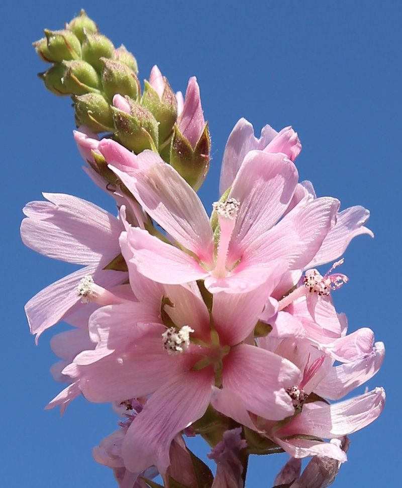 Oregon Checkerbloom photo 6