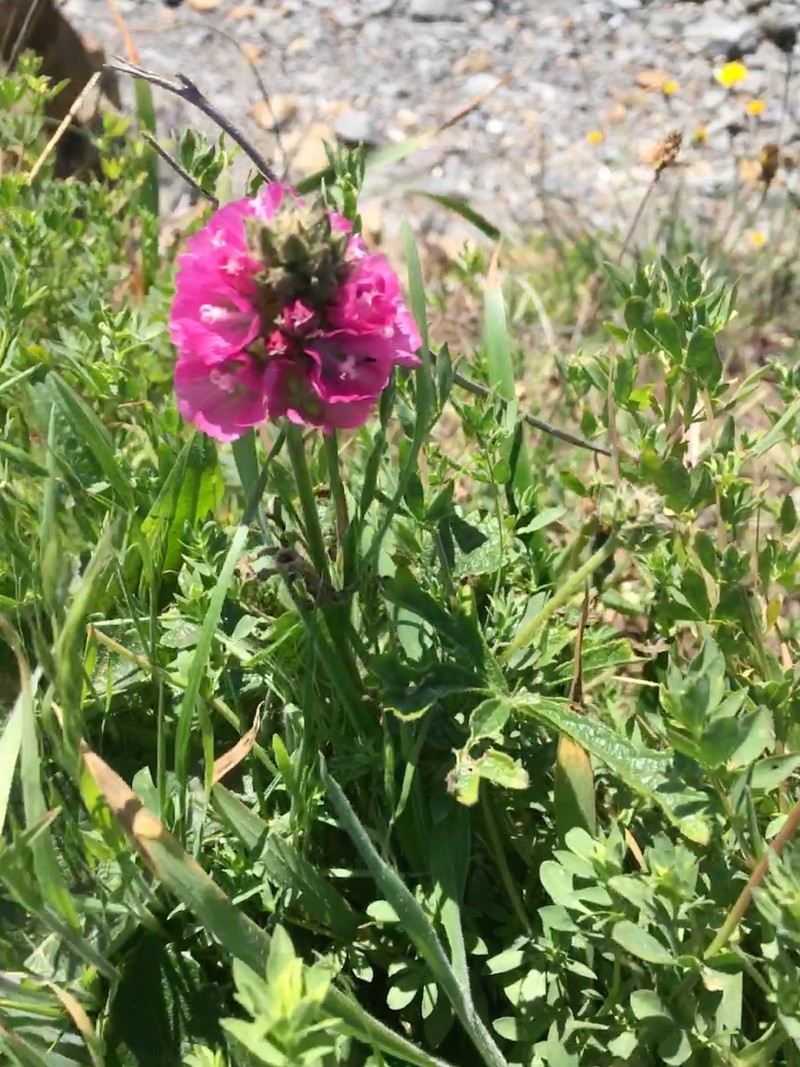 Sidalcea oregana subsp. eximia