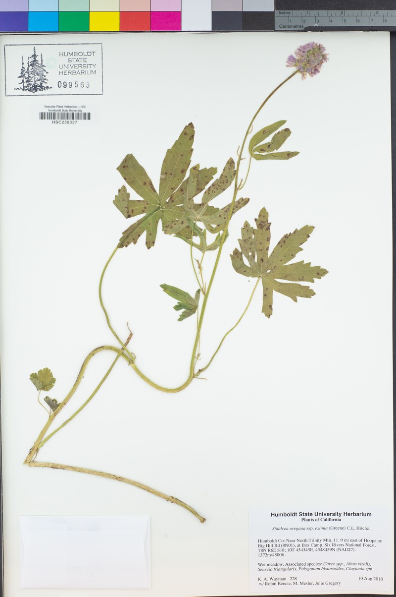 Sidalcea oregana subsp. eximia photo 2