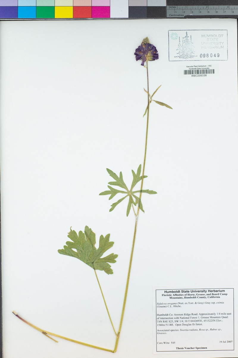Sidalcea oregana subsp. eximia photo 3
