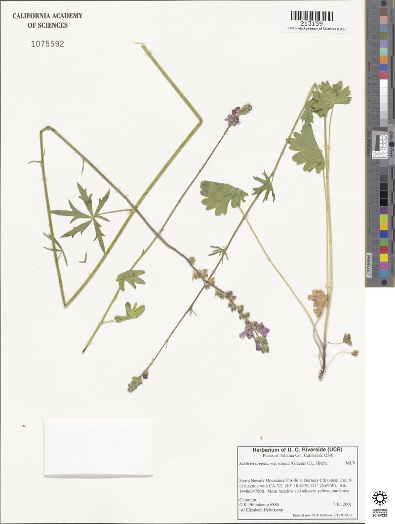 Sidalcea oregana subsp. eximia photo 4