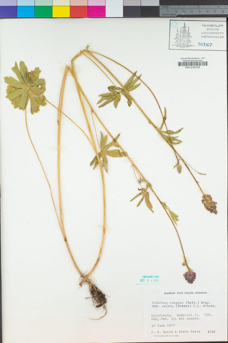 Sidalcea oregana subsp. eximia photo 5